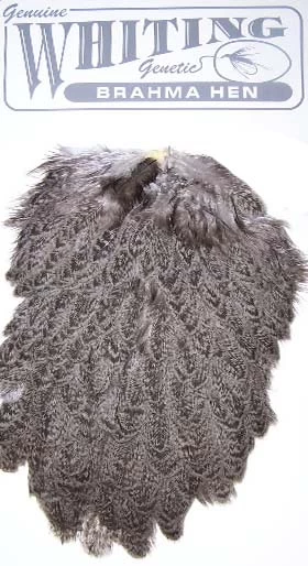 WHITING BRAHMA HEN SADDLE 3 WHITING BRAHMA HEN SADDLE