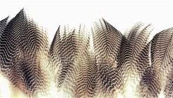 Gadwall Barred Flank 12 Hand Picked