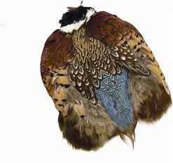 WAPSI RingNeck Pheasant Whole Skin