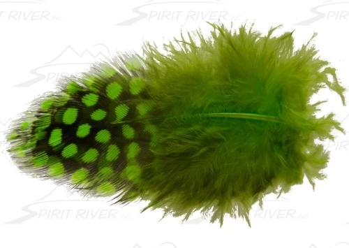 SPIRIT RIVER UV2 Large Eyed Guinea 5 SPIRIT RIVER UV2 Large Eyed Guinea - Image 3