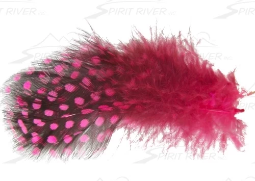 SPIRIT RIVER UV2 Large Eyed Guinea 3 SPIRIT RIVER UV2 Large Eyed Guinea