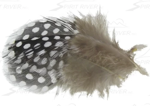 SPIRIT RIVER UV2 Large Eyed Guinea 7 SPIRIT RIVER UV2 Large Eyed Guinea - Image 5