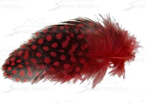 SPIRIT RIVER UV2 Large Eyed Guinea 10 SPIRIT RIVER UV2 Large Eyed Guinea - Image 8