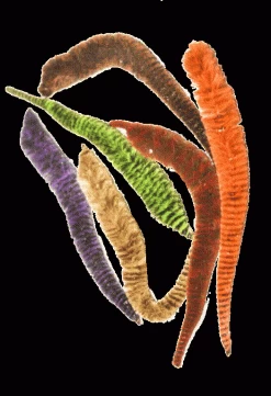 WHALESBACK ORIGINAL MAGNUM VARIEGATED DRAGON TAILS