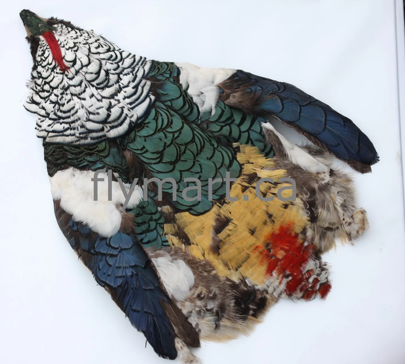 AMHERST BODY SKIN 3 AMHERST BODY SKIN