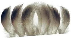 WHALESBACK Mallard Duck Selected Bronze Mallard Shoulders