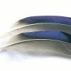 Mallard Duck Wing Quills Blue White Tip (Butcher Blues) -Fly Gear Shop bwts