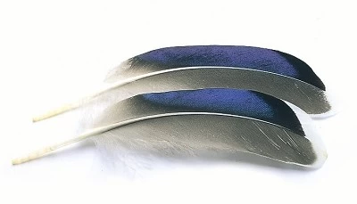 Mallard Duck Wing Quills Blue White Tip (Butcher Blues) 3 Mallard Duck Wing Quills Blue White Tip (Butcher Blues)