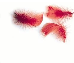 Veniard Indian Crow (substitute)