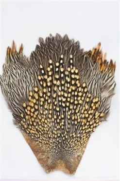 Whalesback JUNGLE COCK