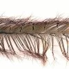 Cock Pheasant Knotted Tail On The Quill 2 Cock Pheasant Knotted Tail On The Quill -Fly Gear Shop knotted