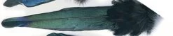 Magpie Whole Tail