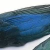 Magpie Wings
