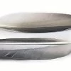 VENIARD Mallard Duck Wing Quills Grey -Fly Gear Shop mallardquills