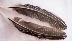 Vulterine -Fly Gear Shop quills