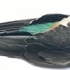 Teal Duck Whole Wings -Fly Gear Shop tealw