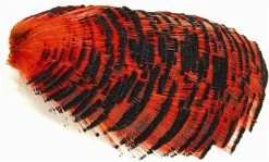 WAPSI Golden Pheasant Tippet Section