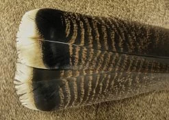 NATURES SPIRIT WHITE TIPPED TURKEY TAILS