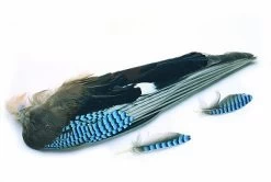 BLUE JAY WINGS (ASIAN)