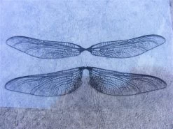 Johan Put Realistic Wings